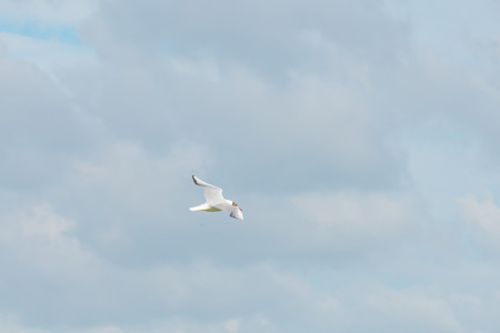 Gold flying in a cloudy sky in summerの写真素材
