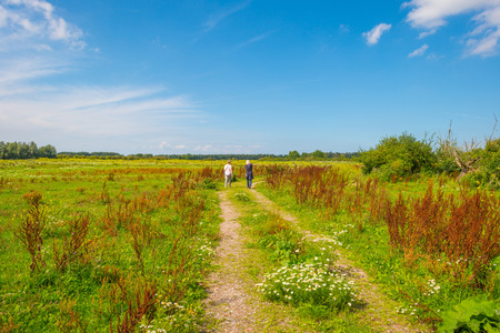 Path through a field with flowers in summerの写真素材