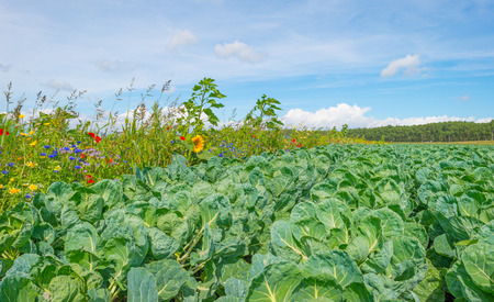 Wild flowers and vegetables in a field in sunlight in summerの写真素材
