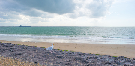 Gold on a dike along a sea in summerの写真素材