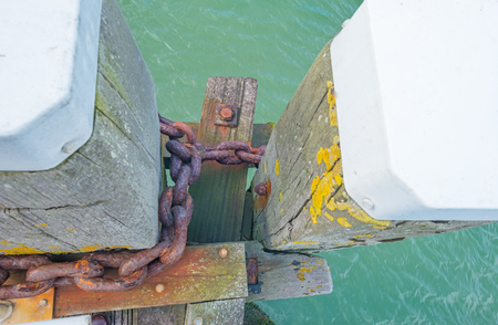 Dolphin in a harbor in sunlightの写真素材