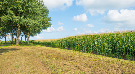 Field with vegetables in sunlight in summer