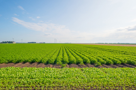 Field with vegetables in sunlight in summer