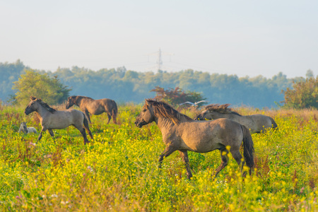 Herd of horses in a field at sunrise in summerの写真素材