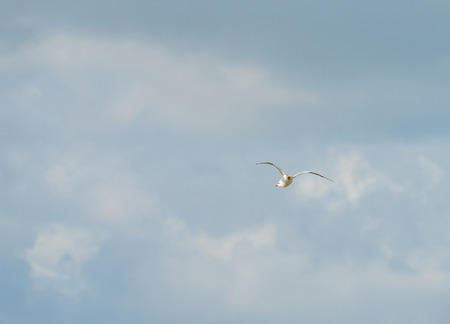 Tern flying in a cloudy sky in sunlight in summer