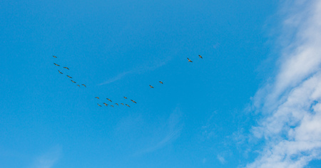 Geese flying in a blue cloudy sky in sunlight in summer