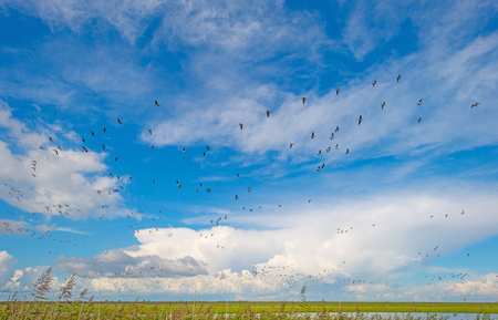 Geese flying in a blue cloudy sky in sunlight in summerの写真素材