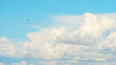 Geese flying in a blue cloudy sky in sunlight in summer