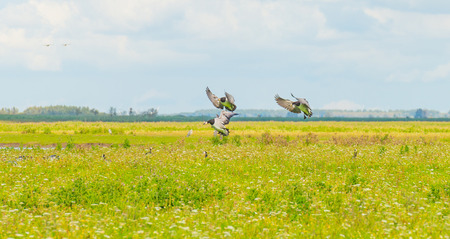 Geese flying over nature in sunlight in summer