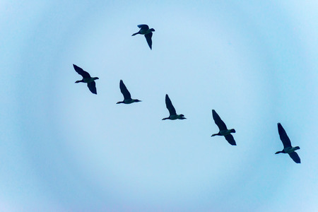 Geese flying into a fantasy world through a wormholeの写真素材