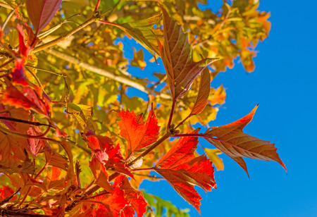 Autumn leaf colors in a garden in sunlight to fall