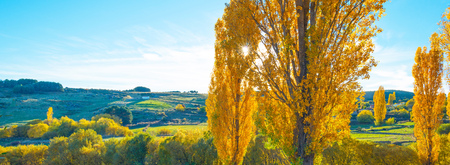 Trees with yellow autumn leaves in a spanish hilly landscape in sunlight