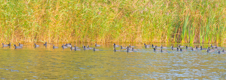 Birds along the shore of a pound in sunlight to fallの写真素材