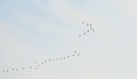 Geese flying in a blue cloudy sky in autumnの写真素材