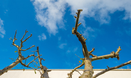 Pruned fruit tree on a white wall in sunlight to fall