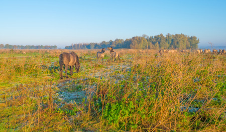 Horses along the edge of a foggy pond at sunrise in autumnの写真素材