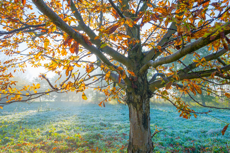 Trees in autumn leaf colors in a foggy field at sunrise in autumn