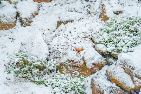 Apple fallen into snow in a rockery in winterの写真素材