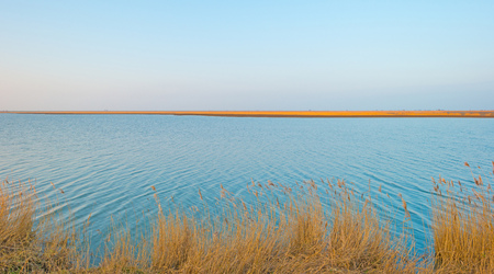 Reed along a lake in sunlight in winterの写真素材