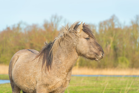 Feral horse in a natural park in winterの写真素材