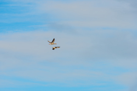 Geese flying in a blue cloudy sky in winter
