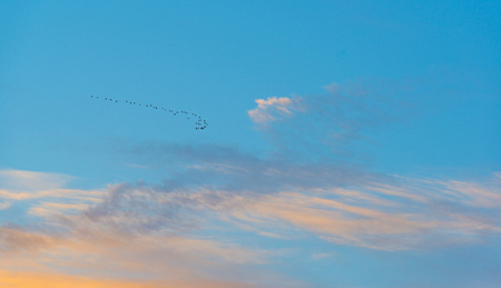 Geese flying in a blue cloudy sky in winterの写真素材