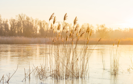Reed in a field along a frozen lake at sunrise in winterの写真素材