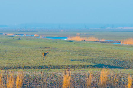 Deer in wetland along a pound in sunlight in winterの写真素材