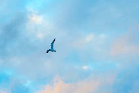 Gull flying in a blue cloudy sky in winterの写真素材