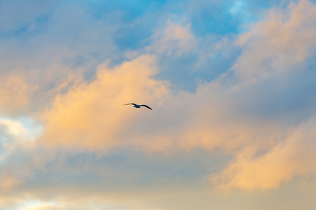 Gull flying in a blue cloudy sky in winterの写真素材