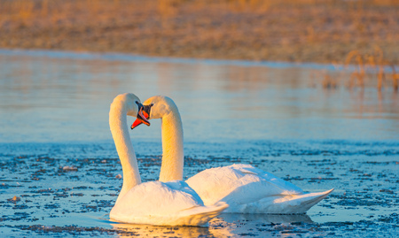 Swans swimming in a lake at sunrise in winterの写真素材