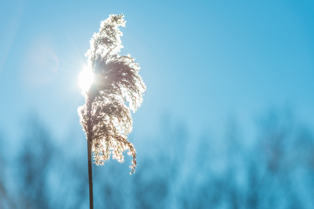 Frozen rode in a field in sunlight in winter
