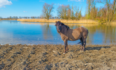 Horse in a field on a frozen lake in winterの写真素材