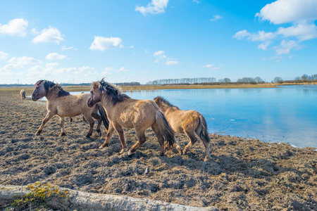 Feral horses in a field along a frozen lake in winterの写真素材