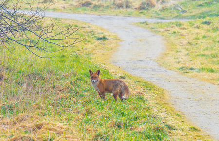 Fox walking along a path in a field in winter