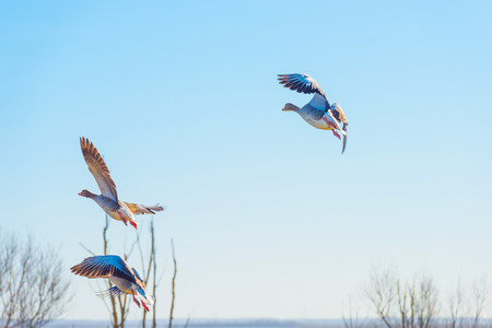 Geese flying in a blue sky in sunlight in winterの写真素材