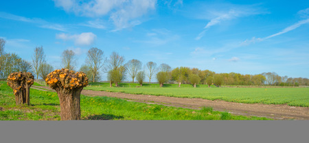 Field with colorful tulips below a blue sky in springの写真素材