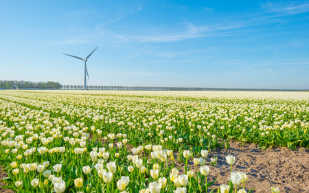 Field with colorful tulips below a blue sky in spring
