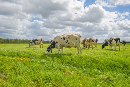 Herd or cows in a green meadow in sunlight in springの写真素材