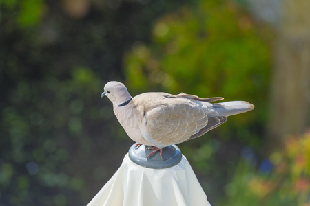 Dove resting in a garden in sunlight in springの写真素材