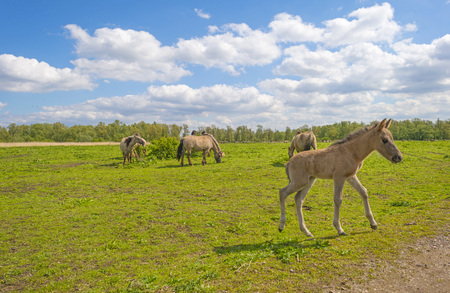 Feral horses in a field in sunlight in springの写真素材