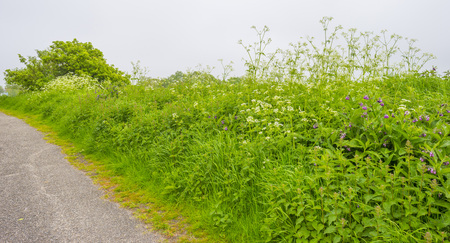 Trees and wild flowers in a field in sunlight in springの写真素材