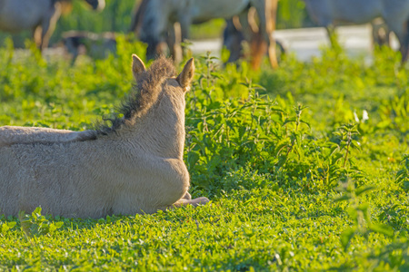 Horse in a field along a lake in the light of sunrise in springの写真素材