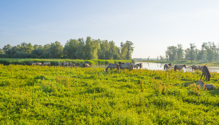Horse in a field along a lake in the light of sunrise in springの写真素材