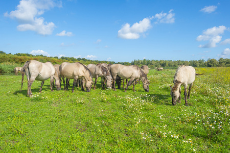 Horses in a field with flowers on a lake in summerの写真素材