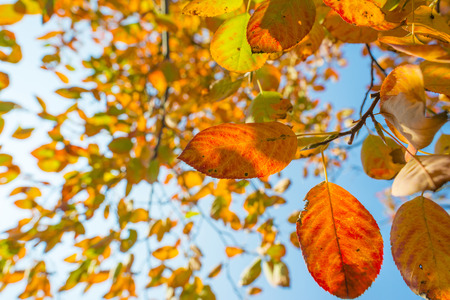 Foliage in a blue sky in autumn colors in sunlight at fall