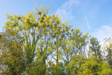 Rural landscape in autumn colors in sunlight at fallの写真素材
