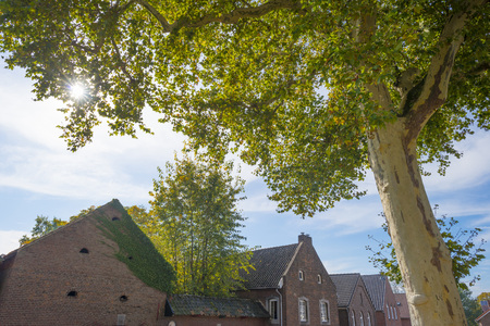 Tree in autumn colors at a village in sunlight at fallの写真素材