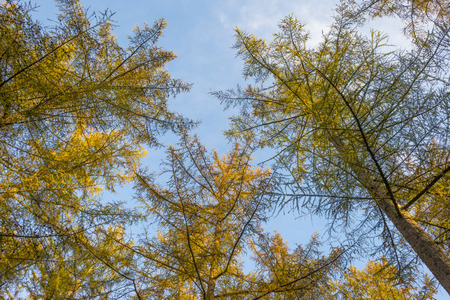 Foliage in a forest in autumn colors in sunlight at fall