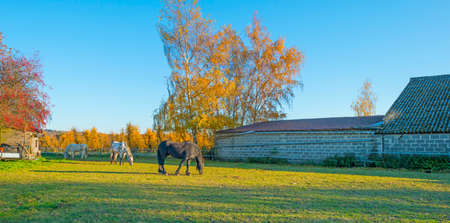 Horses in a green meadow on a hill in sunlight at fallの写真素材